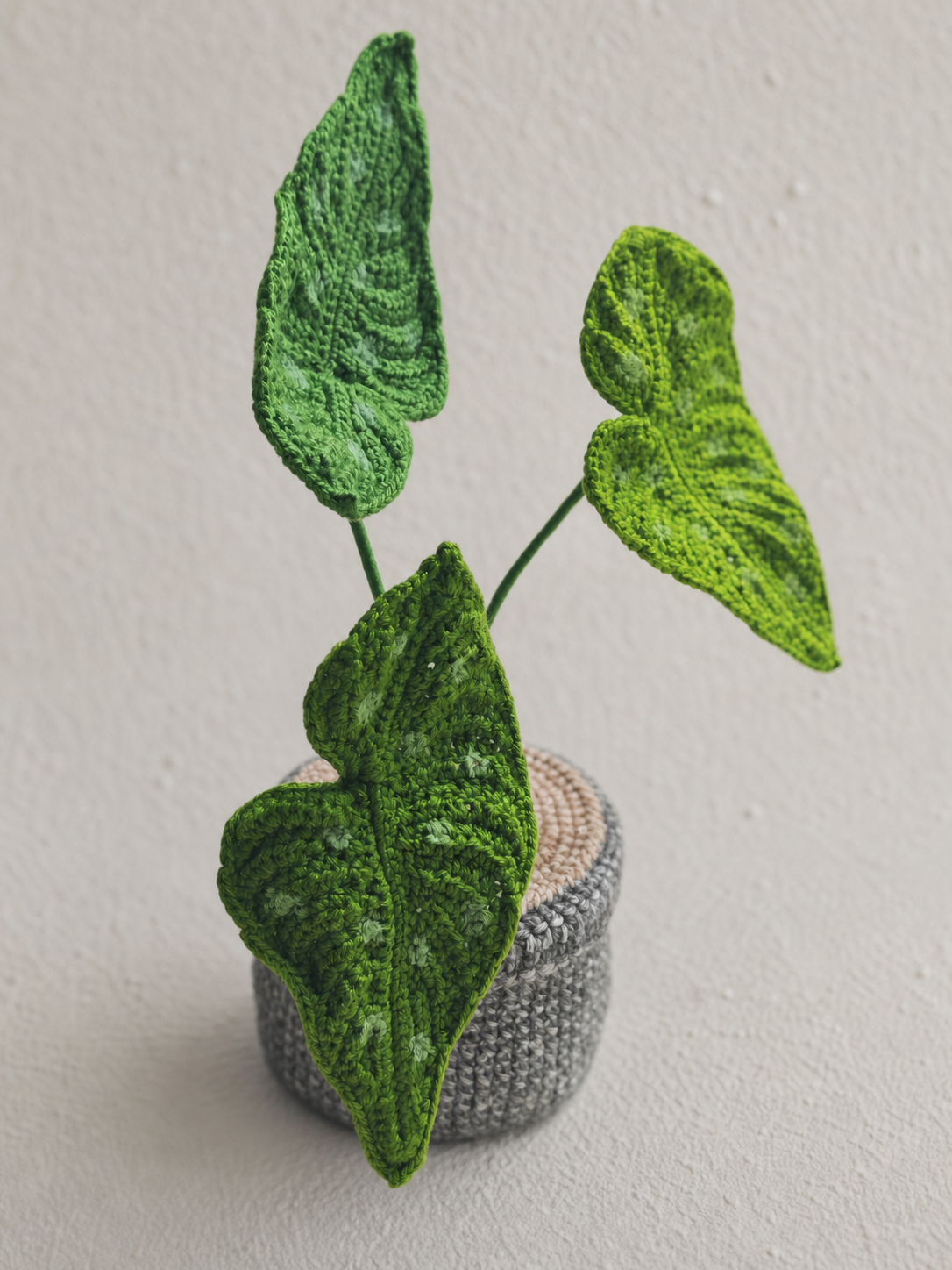 Begonia Maculata Pot