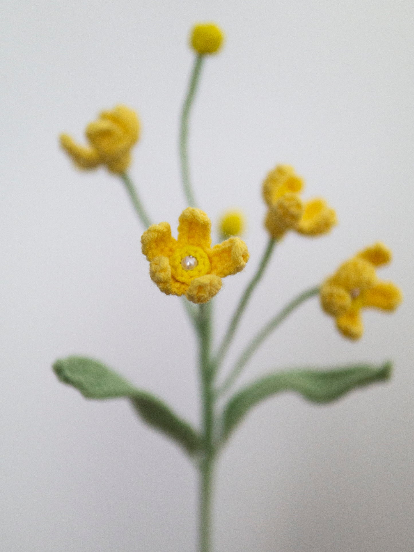 Evolvulus Nuttallianus Yellow