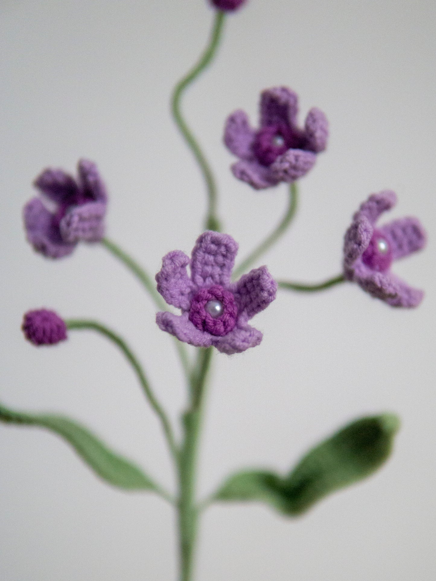 Evolvulus Nuttallianus Purple