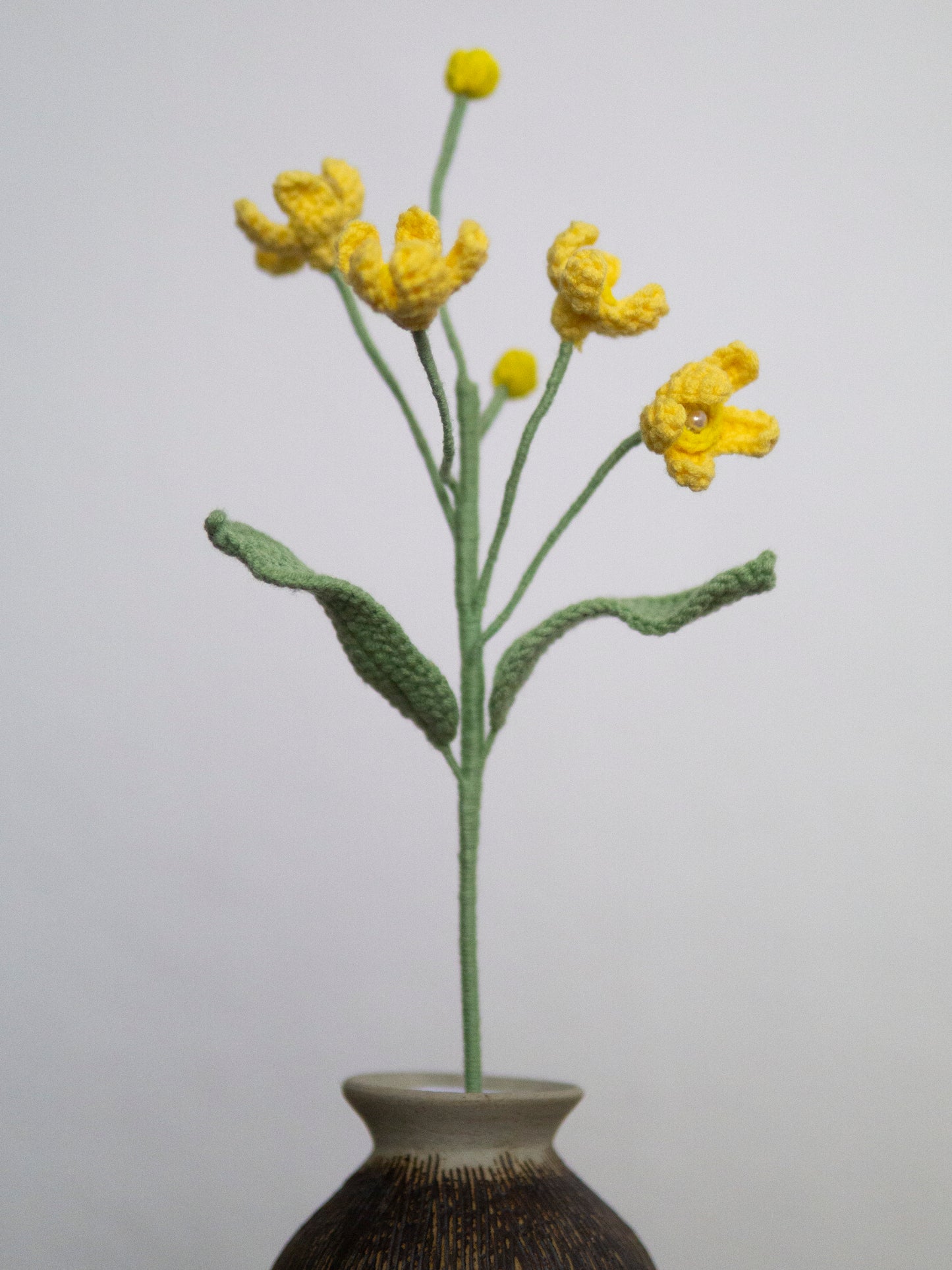 Evolvulus Nuttallianus Yellow