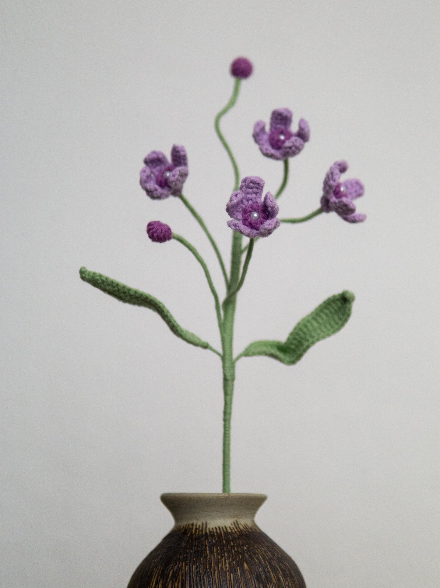 Evolvulus Nuttallianus Purple