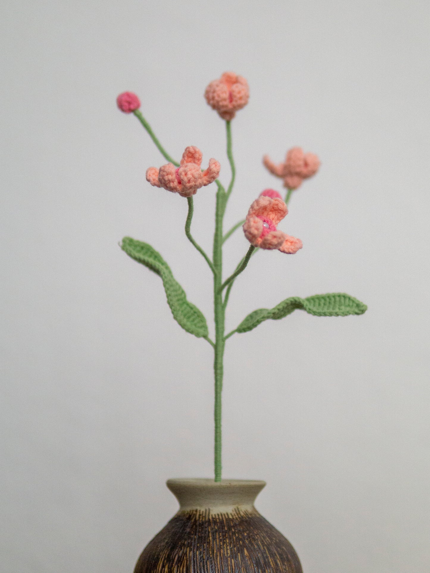 Evolvulus Nuttallianus Pink