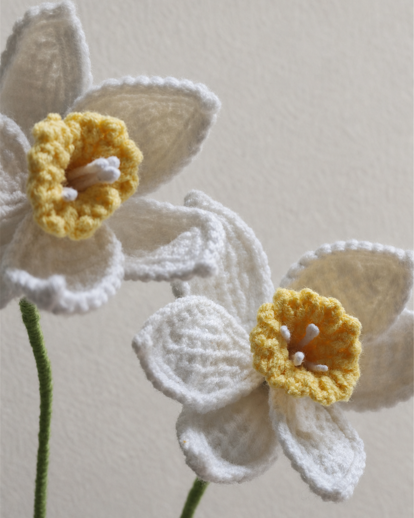 Narcissus L Pot