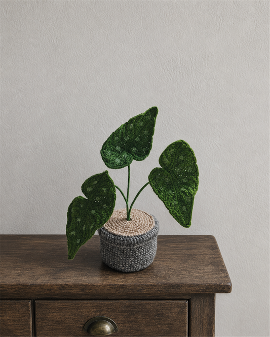 Begonia Maculata Pot