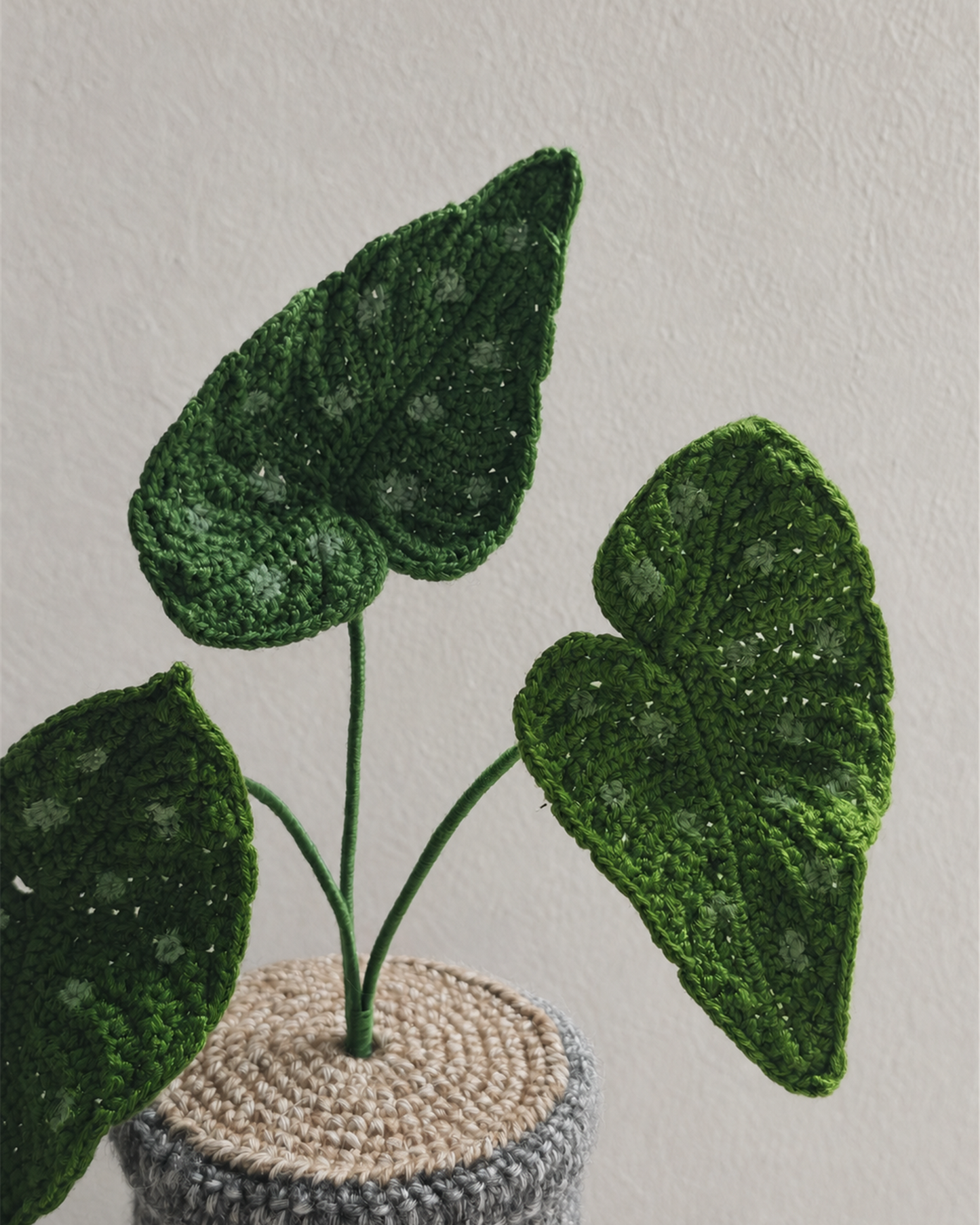 Begonia Maculata Pot