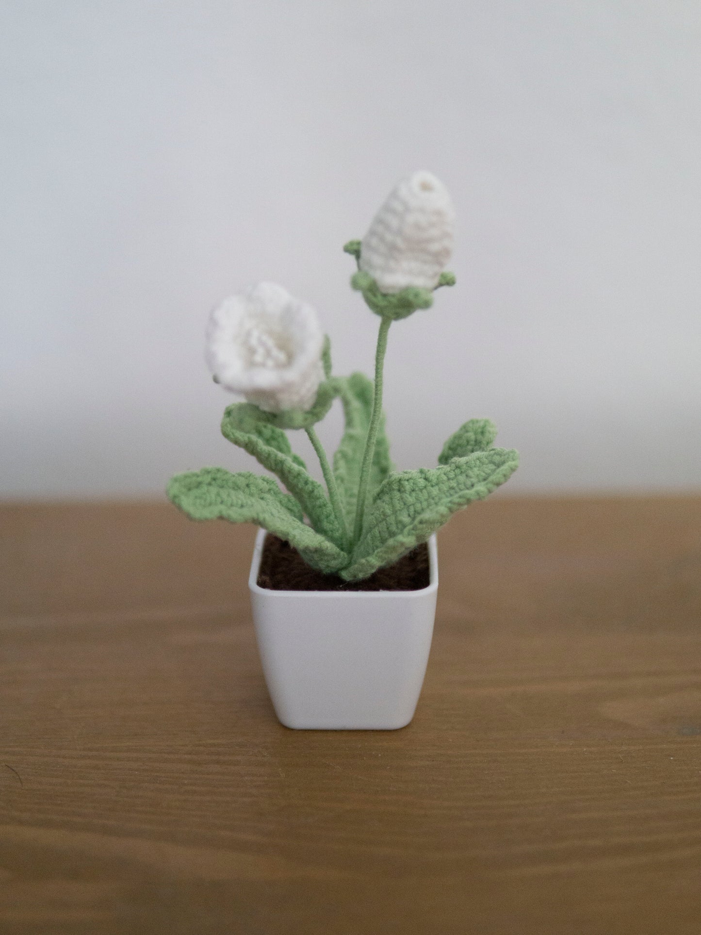 Little Trumpet Flower Bonsai