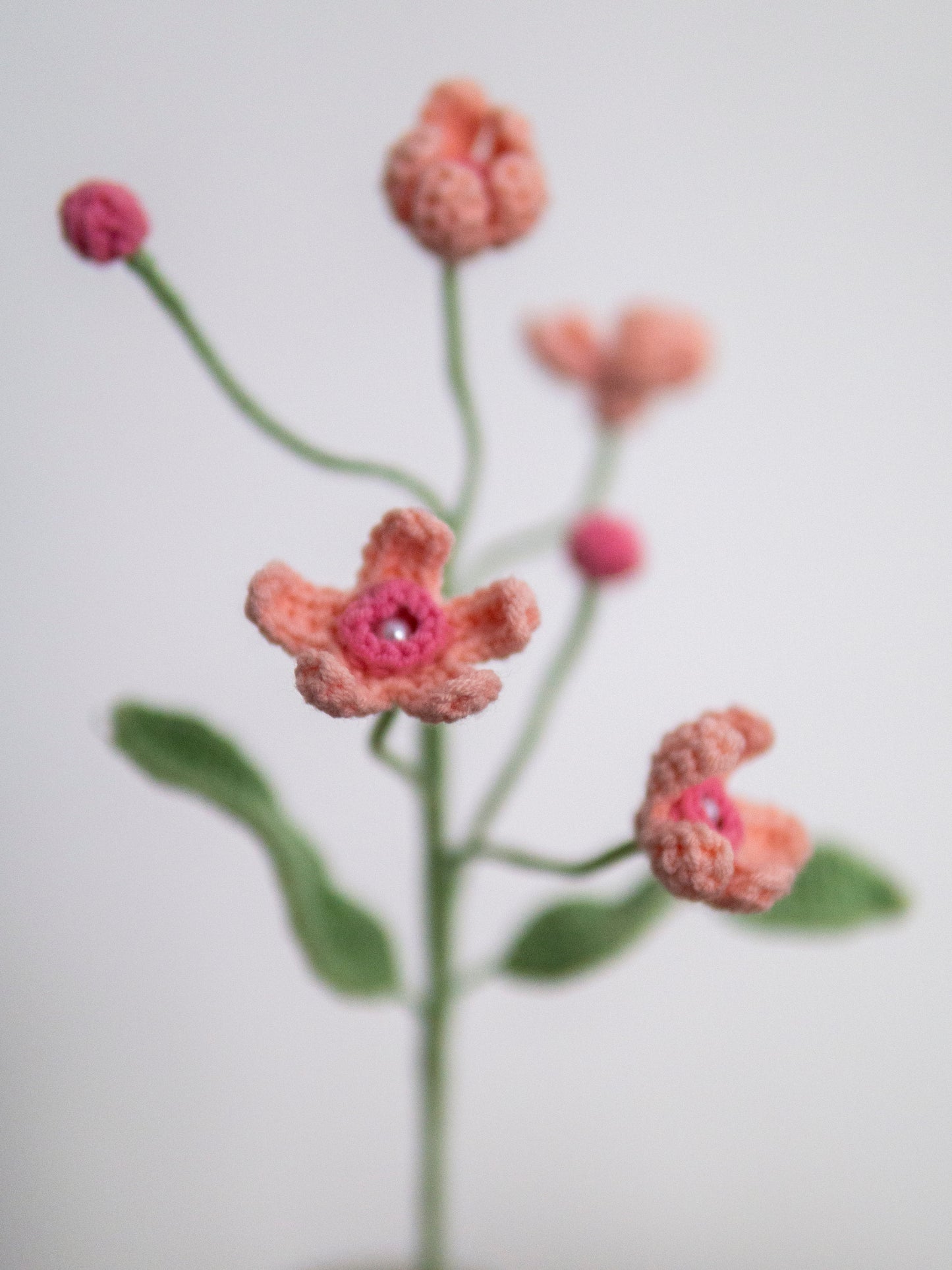 Evolvulus Nuttallianus Pink