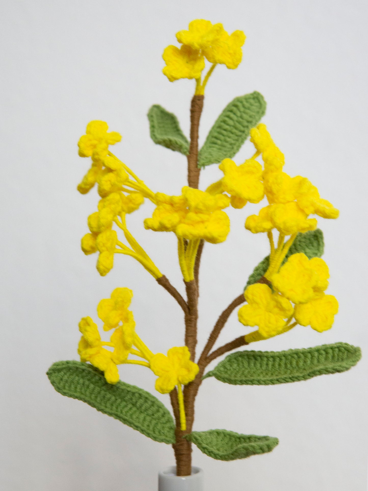 Osmanthus Yellow