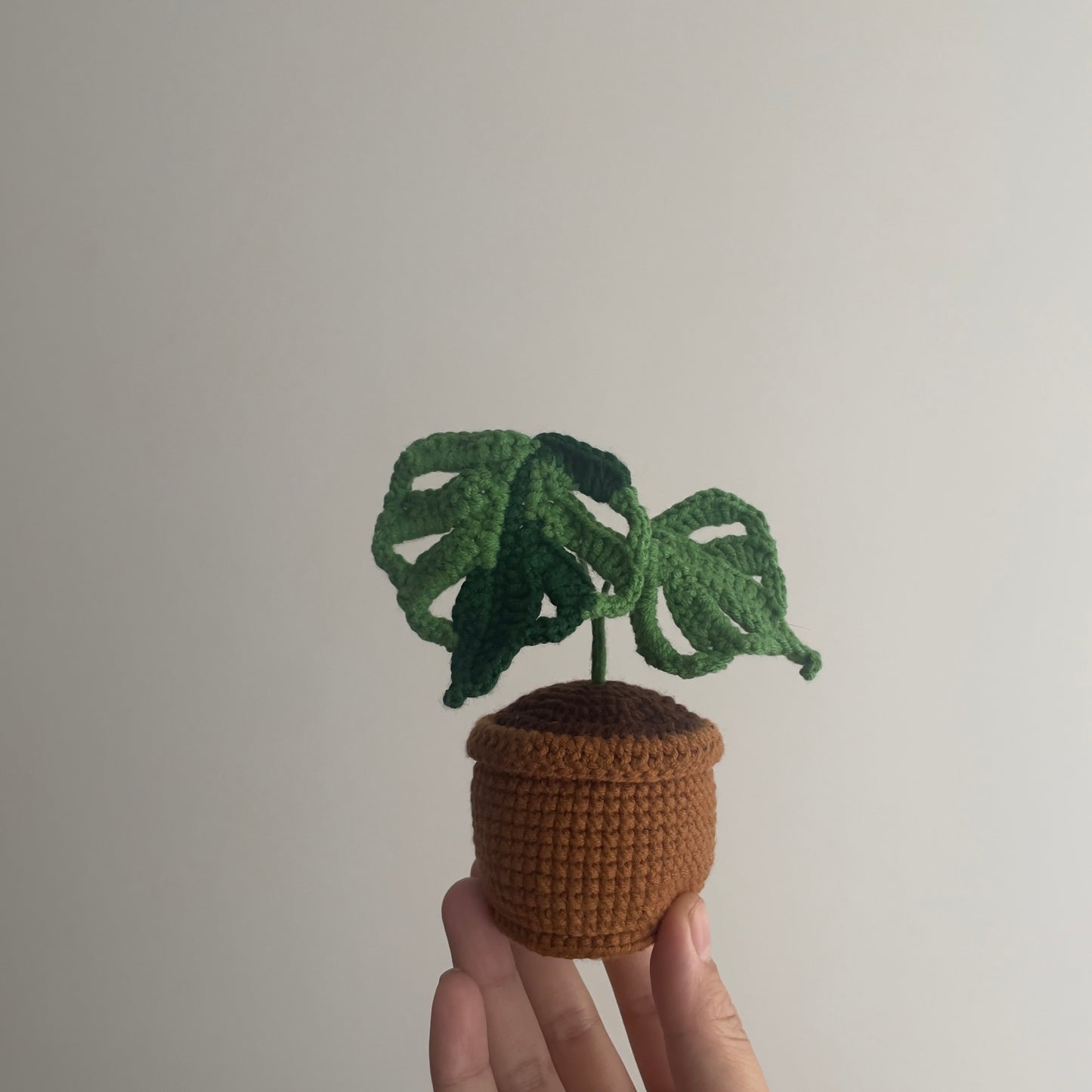 Monstera pot