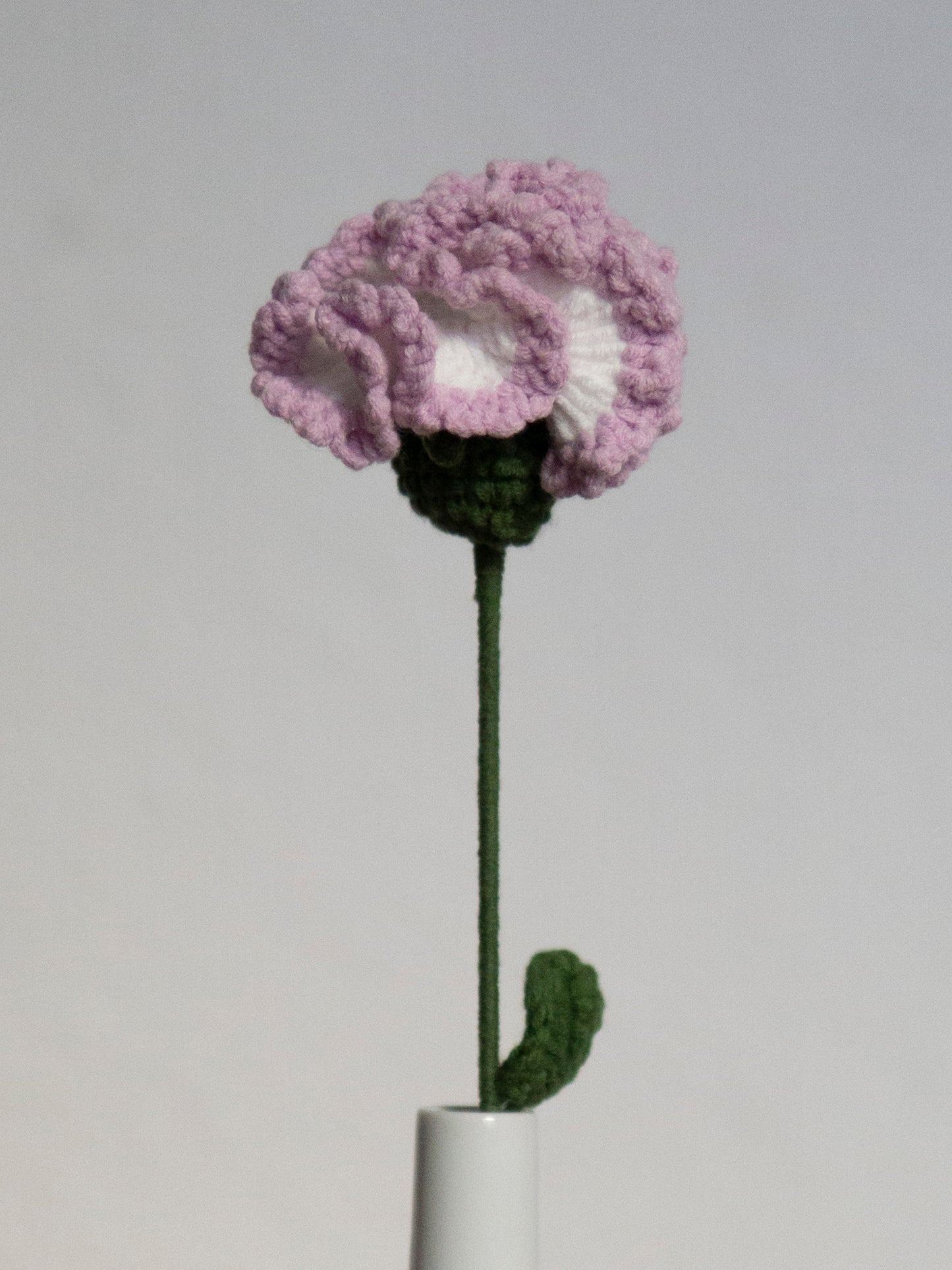 carnation violet