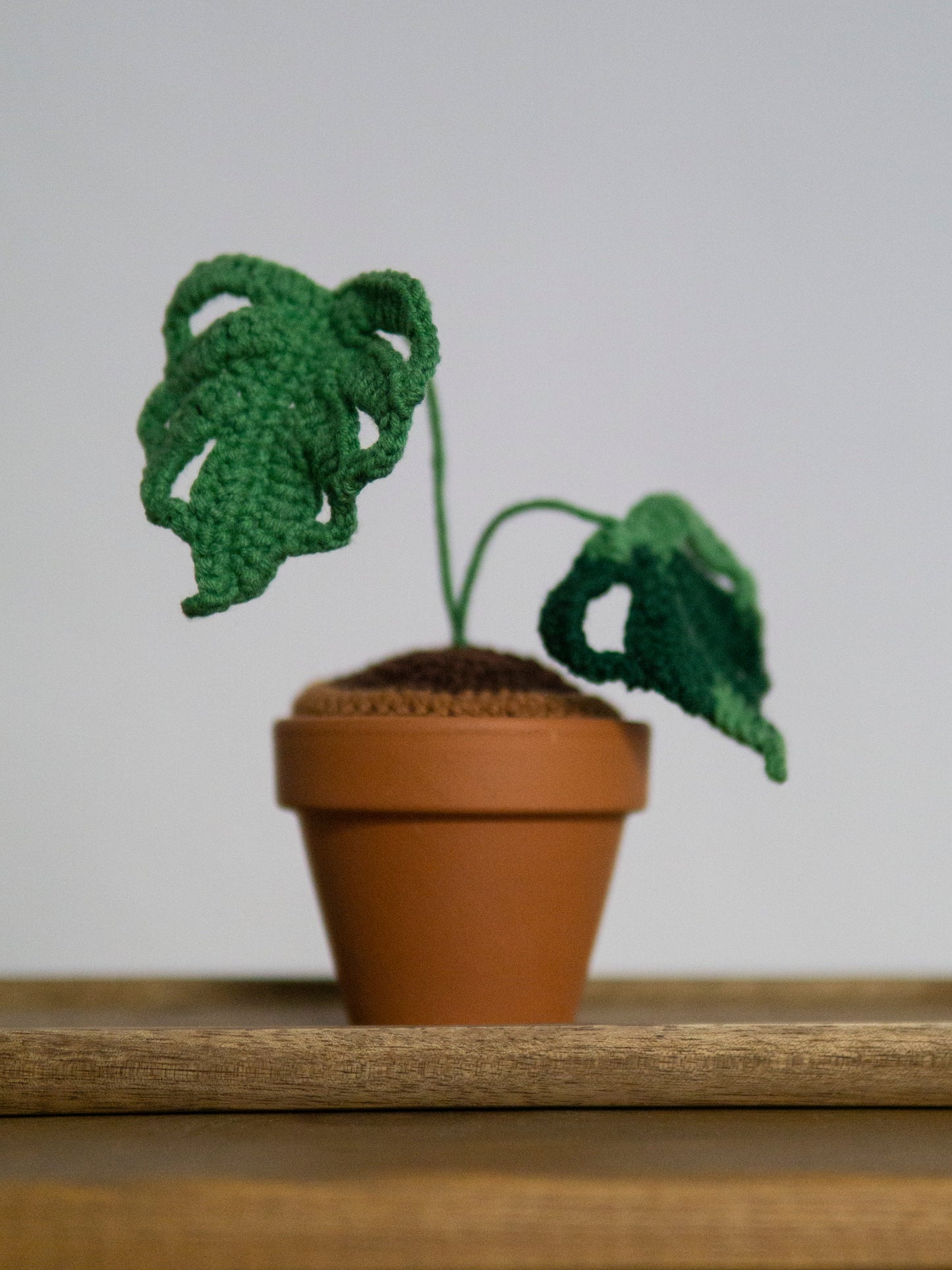 mini Monstera bonsai