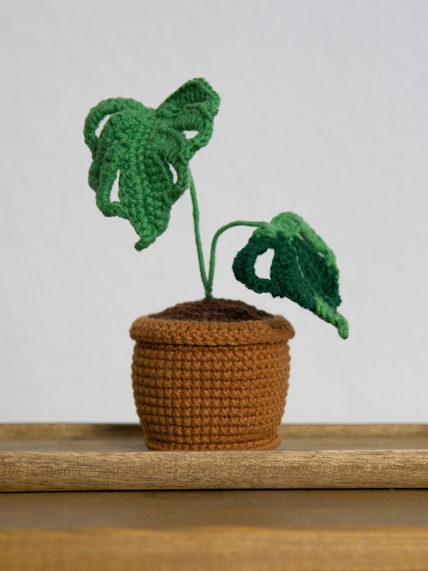 mini Monstera bonsai