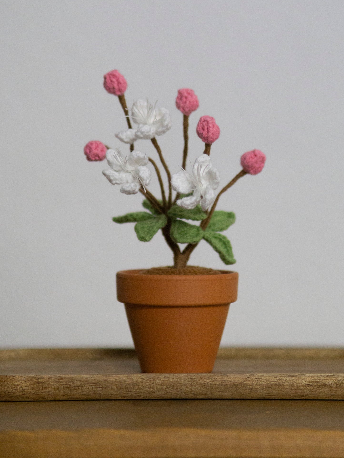 mini Sakura bonsai rosy