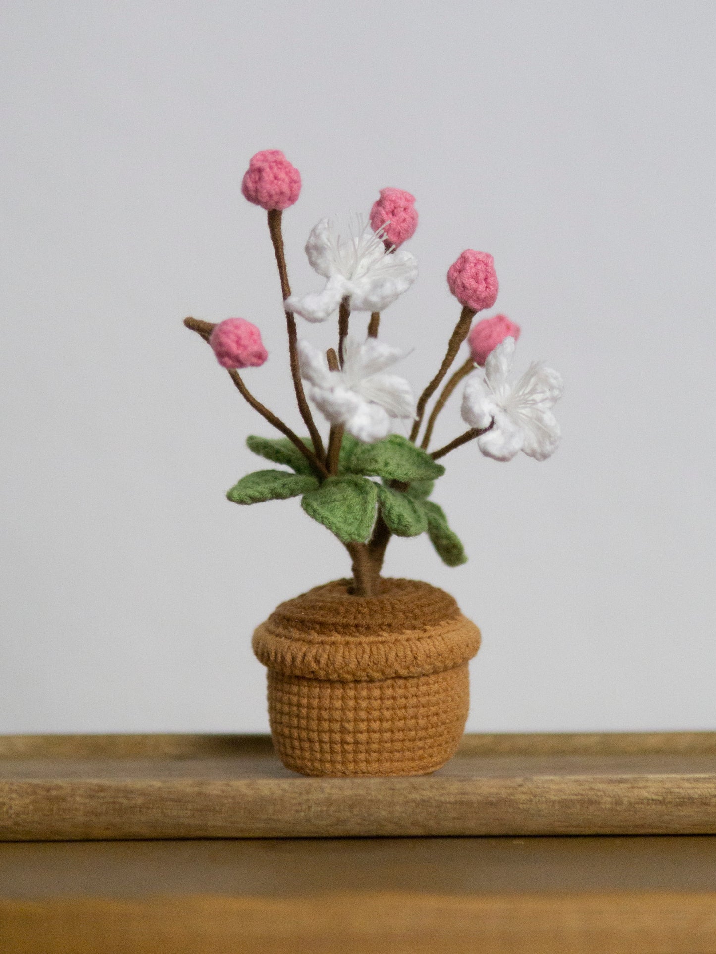 mini Sakura bonsai rosy