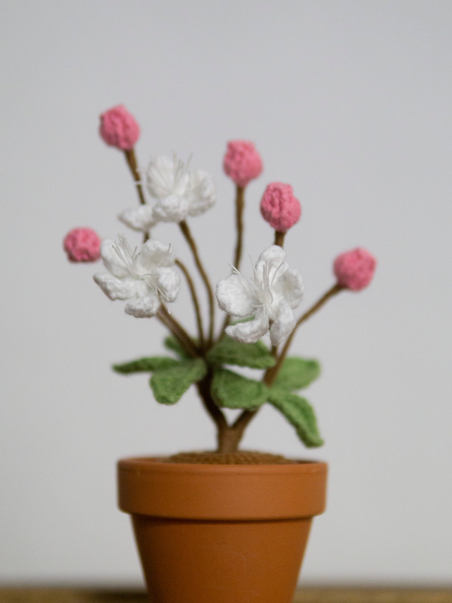 mini Sakura bonsai rosy