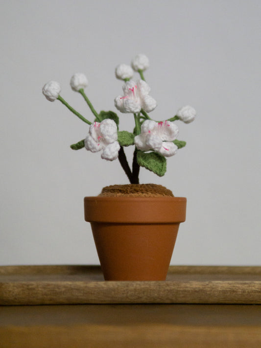 mini Sakura bonsai snow