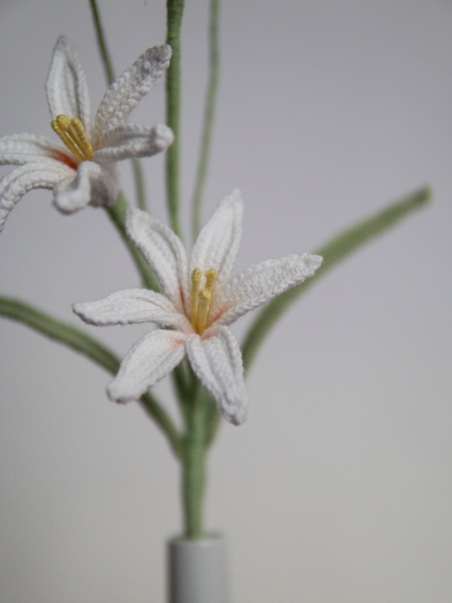 Zephyranthes candida