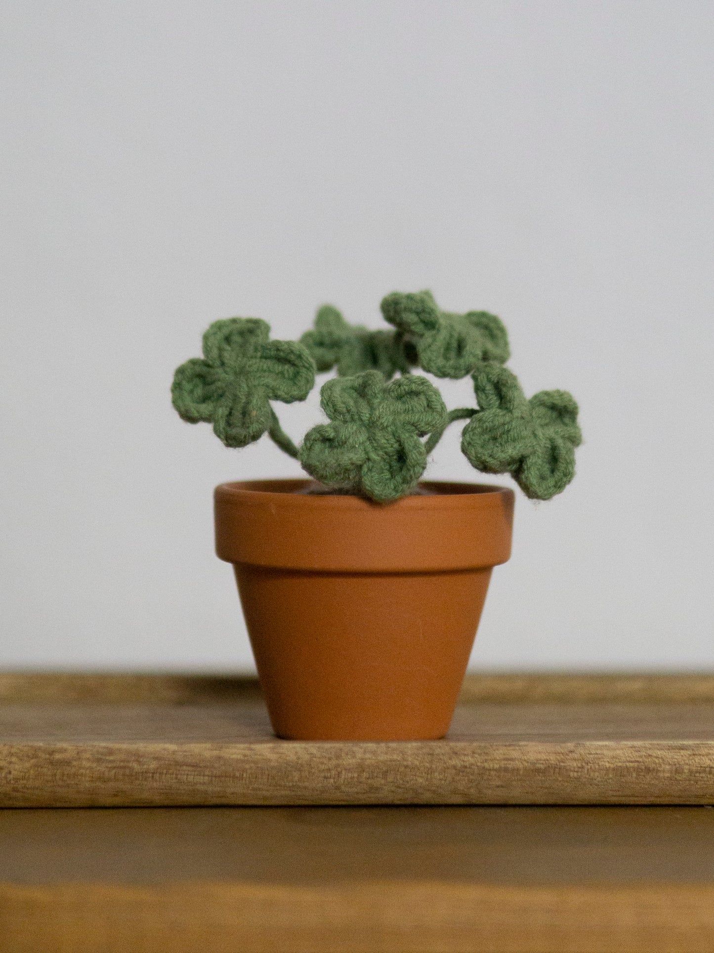 four-leaf clover bonsai