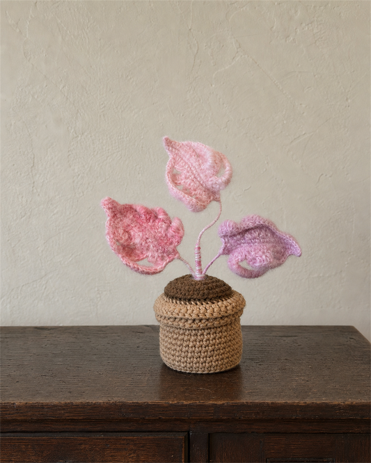 Fuzzy Pink Anthurium Pot