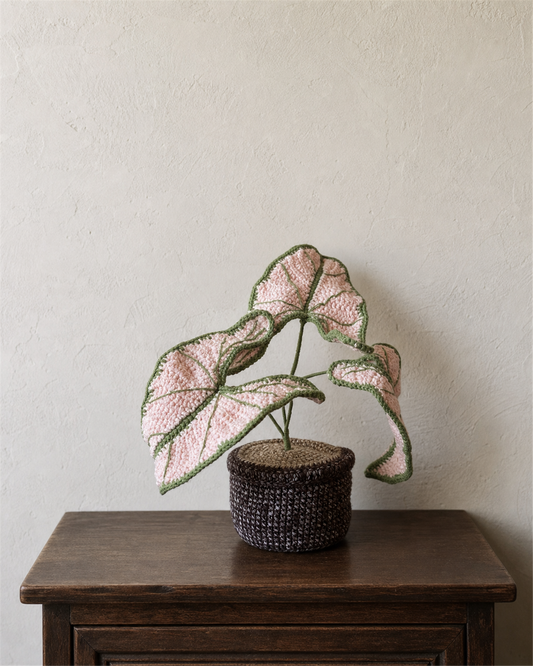 Caladium bicolor ‘Pink Symphony’ Crochet Pot