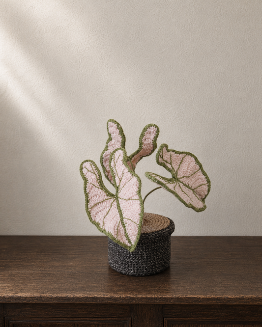 Caladium Pink Symphony Pot