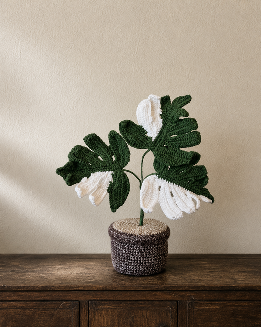 White Variegated Monstera Pot
