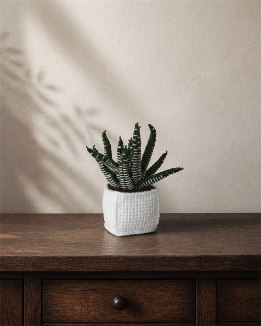 Zebra Haworthia Crochet Pot 23.5 cm